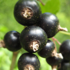 The Current on Currants – an Exotic Super Food